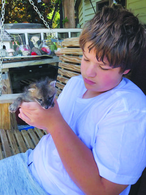 Sophomore Seve Gomez holds up his first rescue: a baby fox that he rescued from being trapped in a crawl space. After this rescue, he went on to help many more injured animals. 