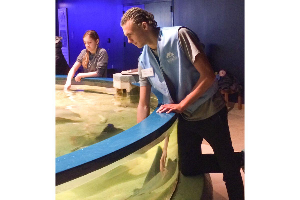 Senior Dean Torchia pets the stingrays at the North Carolina Aquarium on one of his many interning days. Torchia hopes he'll soon dive into the shark tank. PHOTO BY KATHY NEAL/Special to Nighthawk News