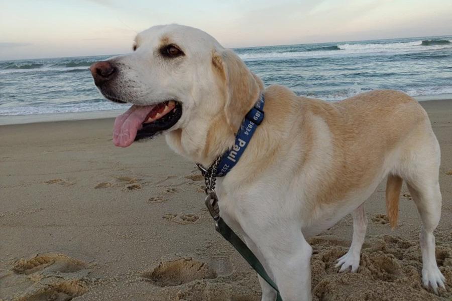 Hero Dog