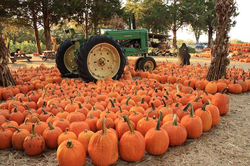 Grandy Greenhouse is full of fall fun and a favorite spot for students and their families to visit every October.